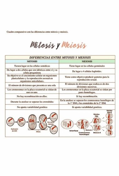 11-Mitosis-Armmonias-min.jpg